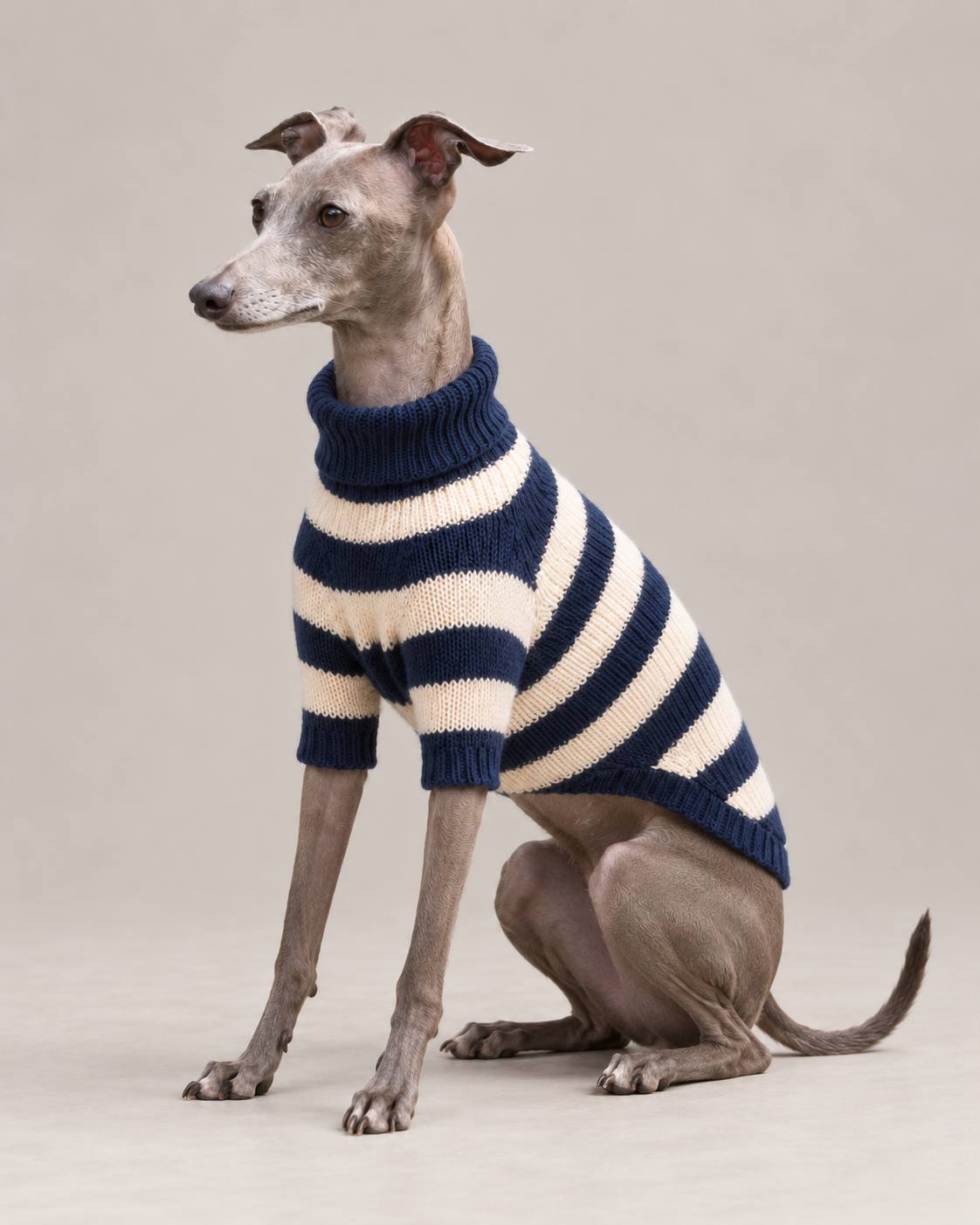 Sweater 1 for an Italian greyhound — Navy / cream
