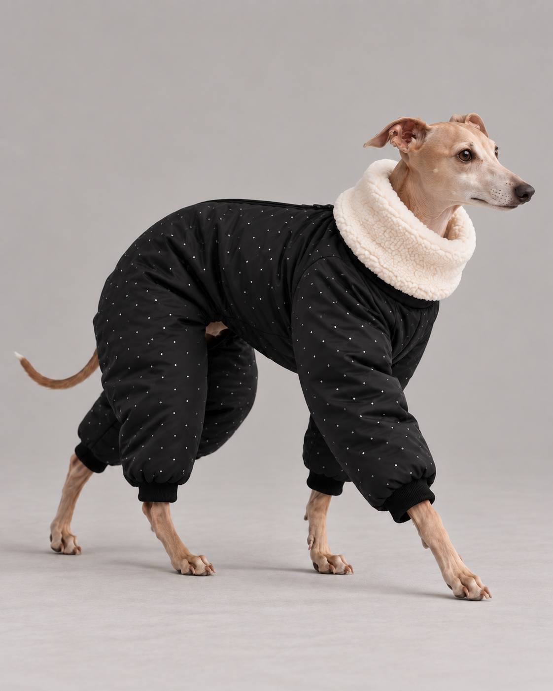 Winter suit 1 for an Italian greyhound — Black with small dots