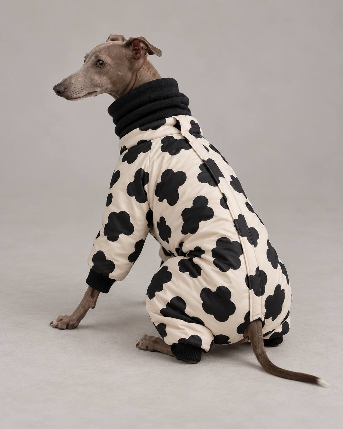 Winter suit 3 for an Italian greyhound — Cream / black print