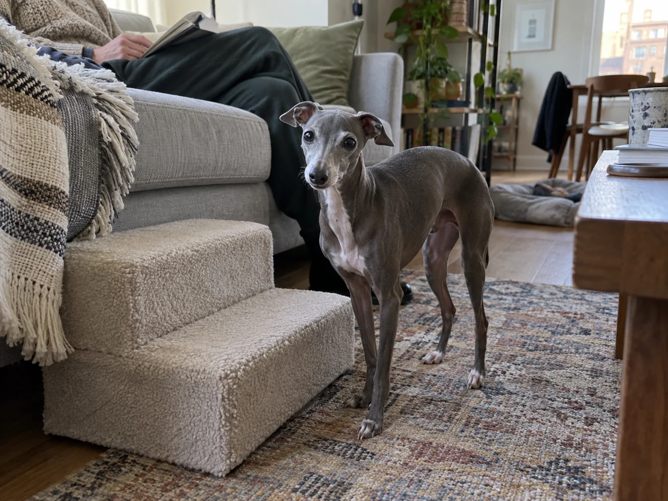 Italian Greyhounds and sofas: a practical home setup