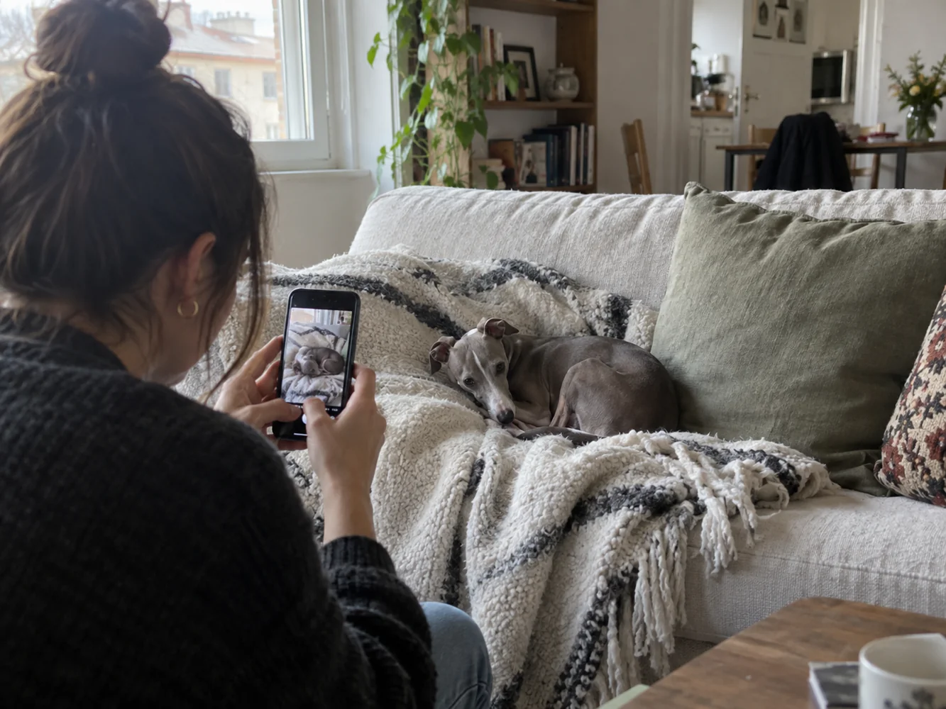 Как фотографировать левретку дома без студии
