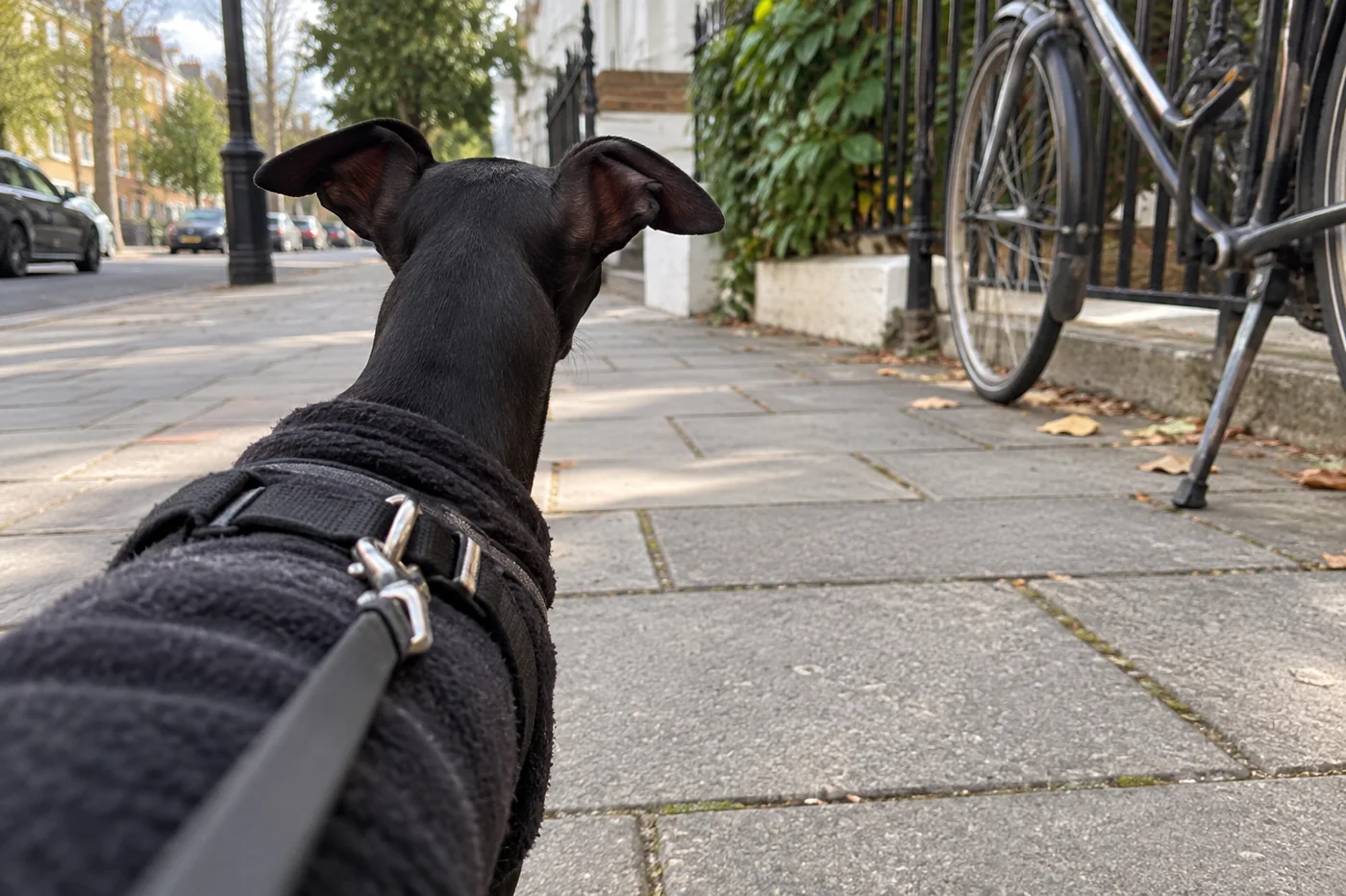 The city from Italian Greyhound height