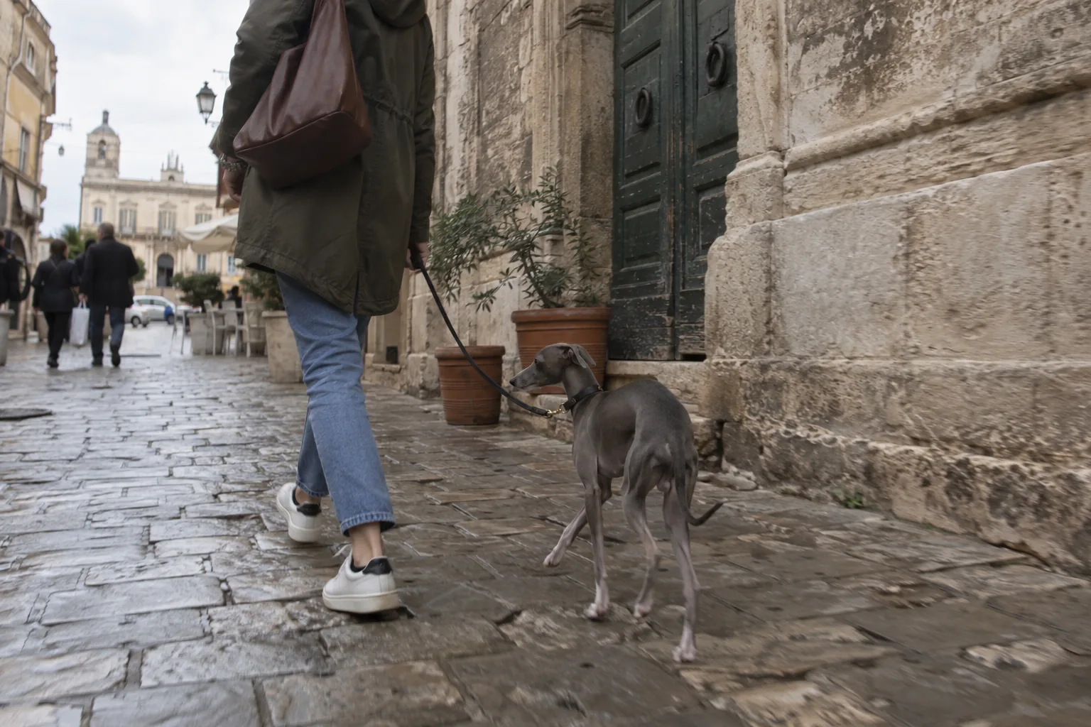 Italian Greyhound walking with a person on an Italian street