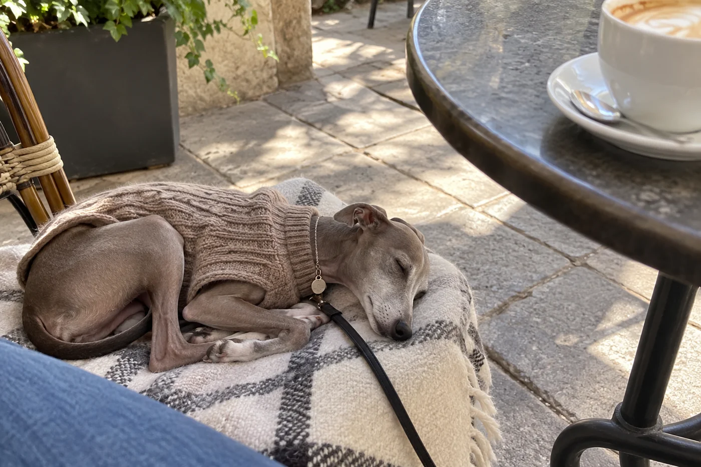 An Italian Greyhound in a sweater sleeping on a cushion beside a café table
