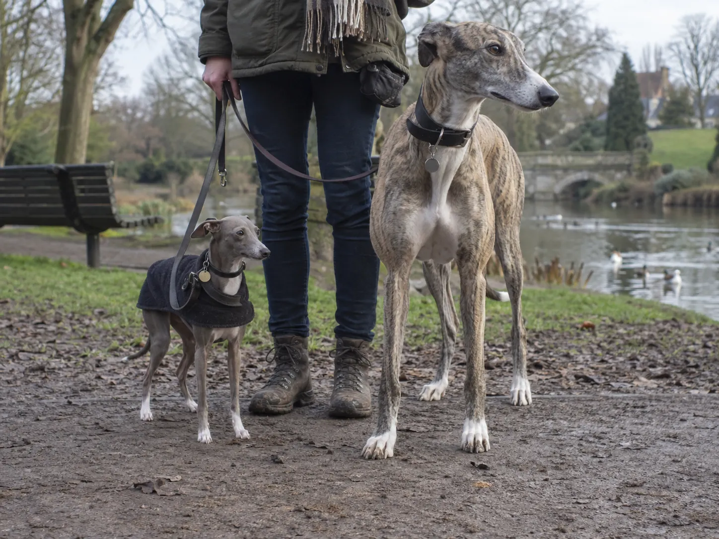 Italian Greyhound and Greyhound: more than a size difference
