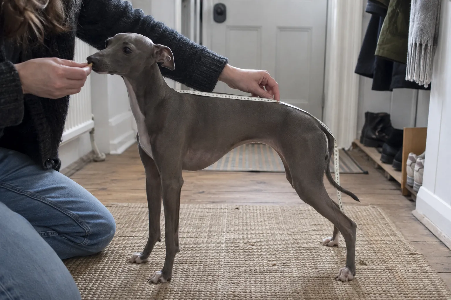 A person measuring an Italian Greyhound’s back with a flexible tape