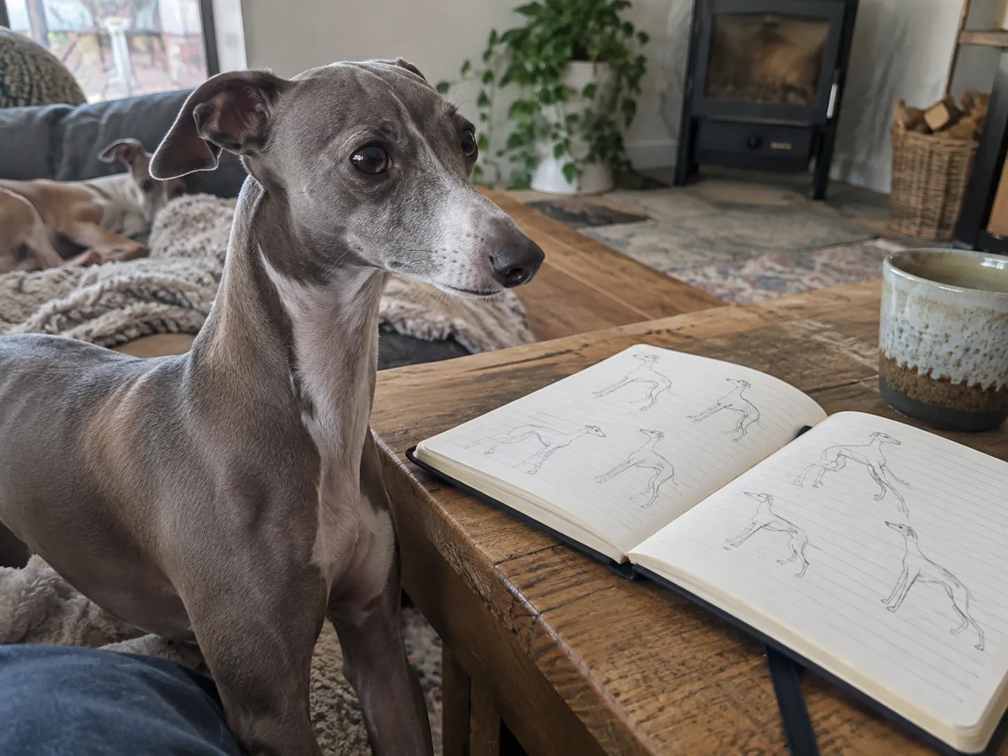 Левретка, малая итальянская борзая, Italian Greyhound: одно ли это?