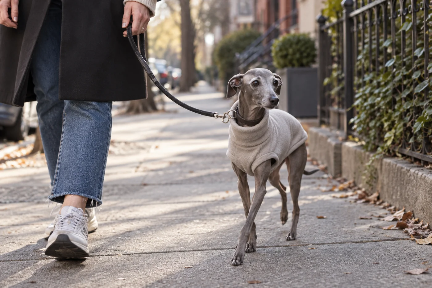 Clothing for a female Italian Greyhound: fit before colour