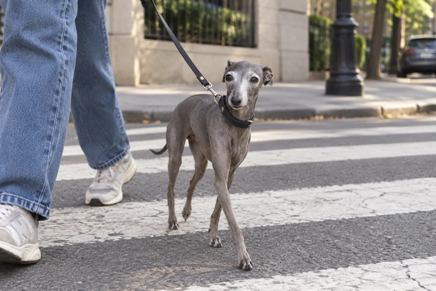 Choosing a lead for an Italian Greyhound